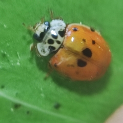 Adalia decempunctata