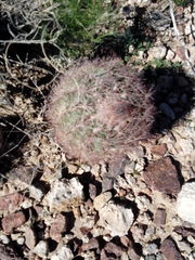 Echinomastus intertextus dasyacanthus