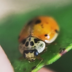 Adalia decempunctata