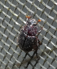 Hybosorinae