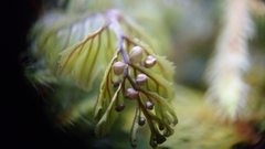 Hymenophyllum wilsonii