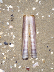 Ensis minor