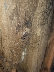 Reddyanus melanodactylus