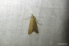 Scirpophaga