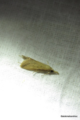 Scirpophaga