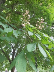 Aesculus hippocastanum