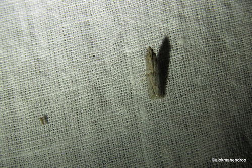 Umok Insect Observations by alok · iNaturalist