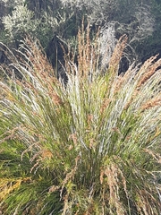 Baloskion tetraphyllum