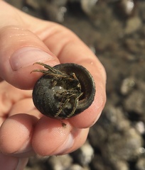 Clibanarius taeniatus