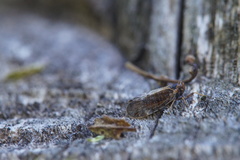 Tachycixius pilosus