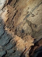 Nyssus coloripes