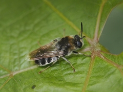 Stratiomys longicornis