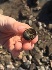 Clibanarius taeniatus