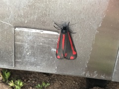 Tyria jacobaeae