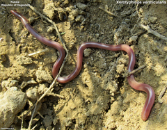 Xerotyphlops vermicularis