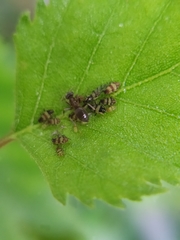 Callipterinella tuberculata