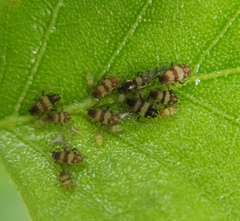 Callipterinella tuberculata