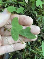 Passiflora aurantia aurantia