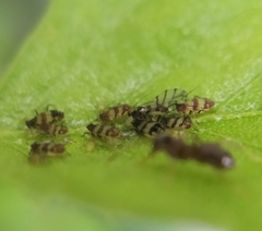 Callipterinella tuberculata