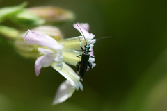 Oedemera nobilis