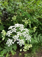 Anthriscus sylvestris