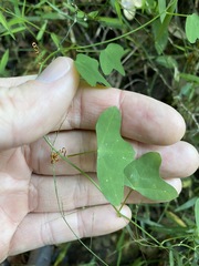 Passiflora aurantia aurantia