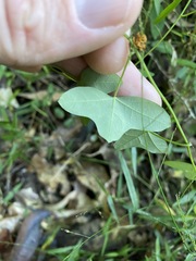 Passiflora aurantia aurantia