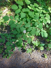 Actaea spicata