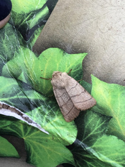 Charanyca trigrammica
