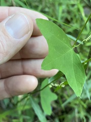 Passiflora aurantia aurantia