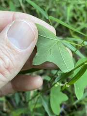 Passiflora aurantia aurantia
