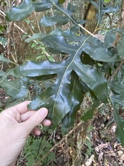 Stenocarpus sinuatus