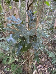 Stenocarpus sinuatus