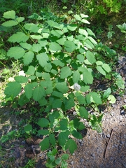 Actaea spicata