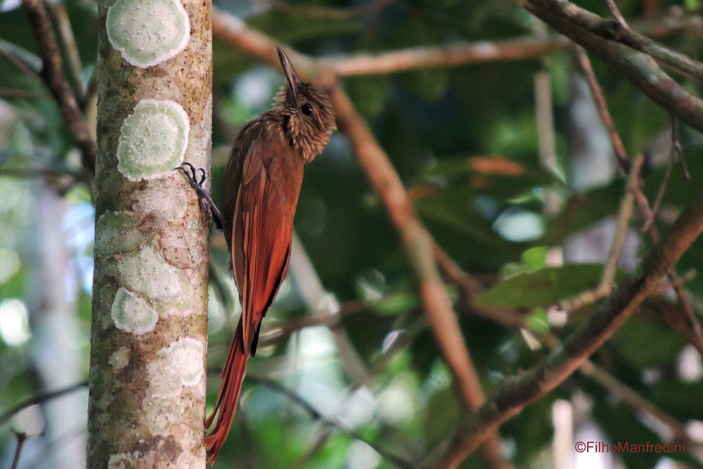 Southern Long-Tailed Woodcreeper
