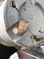 Charanyca trigrammica