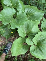 Silphium compositum reniforme