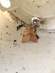 Charanyca trigrammica