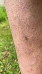 Polydrusus formosus
