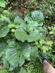 Silphium compositum reniforme