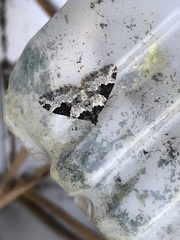 Xanthorhoe fluctuata