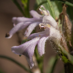 Ajuga ophrydis