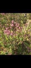 Apocynum venetum