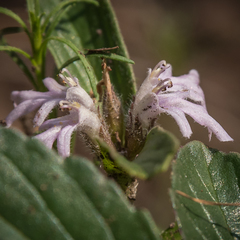 Ajuga ophrydis