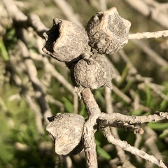 Melaleuca cuticularis
