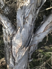Melaleuca cuticularis