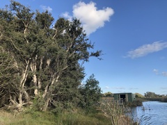 Melaleuca cuticularis