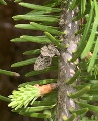 Eupithecia casloata