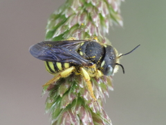 Pseudoanthidium