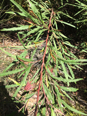 Grevillea longifolia